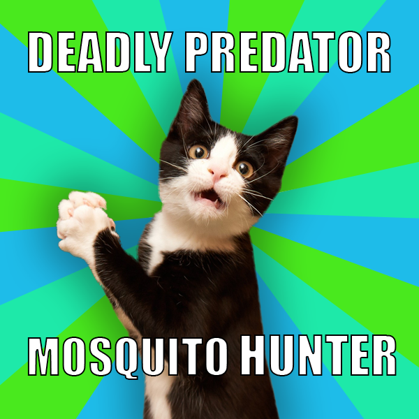 Image result for mosquito meme